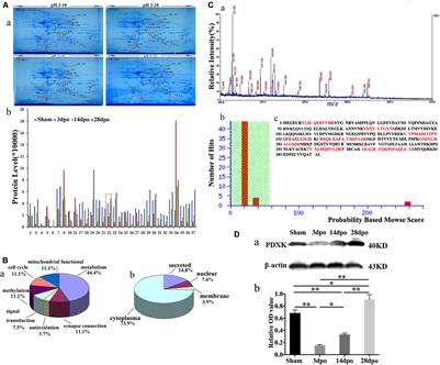 MicroRNA339 Targeting PDXK Improves Motor Dysfunction and Promotes Neurite Growth in the Remote Cortex Subjected to Spinal Cord Transection